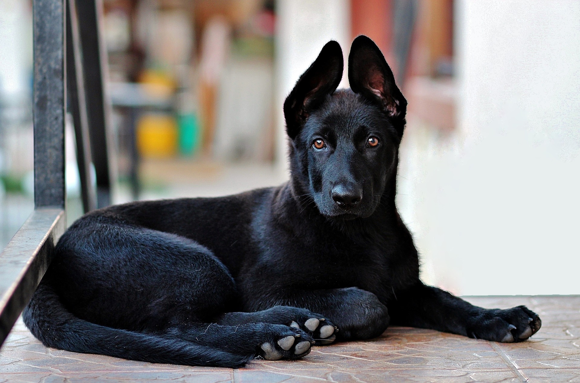 black-german-shepherd-2978323_1920