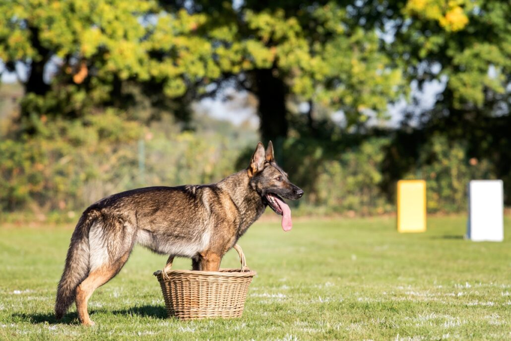 GSD Guarding basket GSD Standing with front in a basket